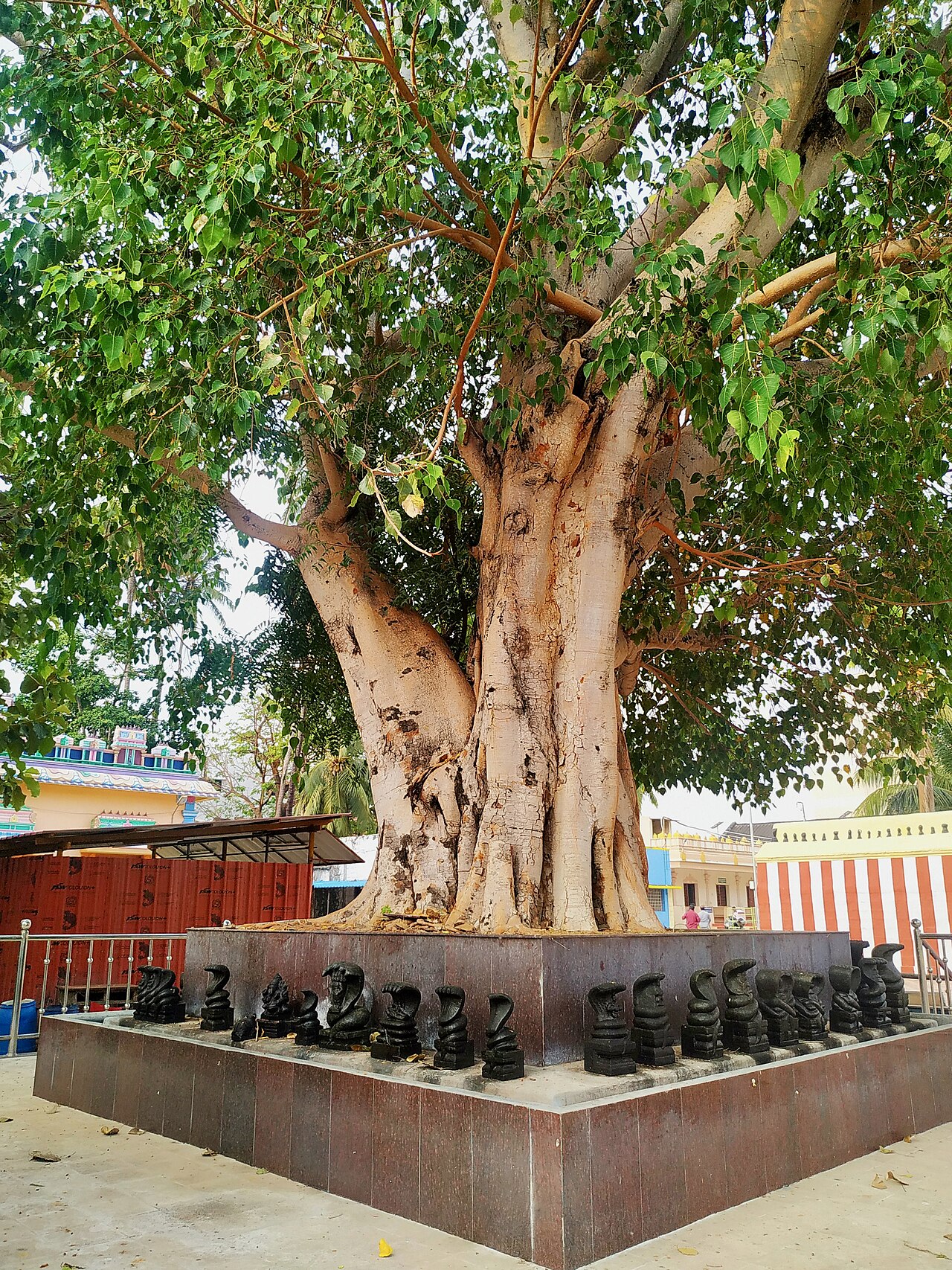Color photograph of a large tree in the Nagaraja Temple grounds at Nagercoil, with carved serpent stones set around its platform.